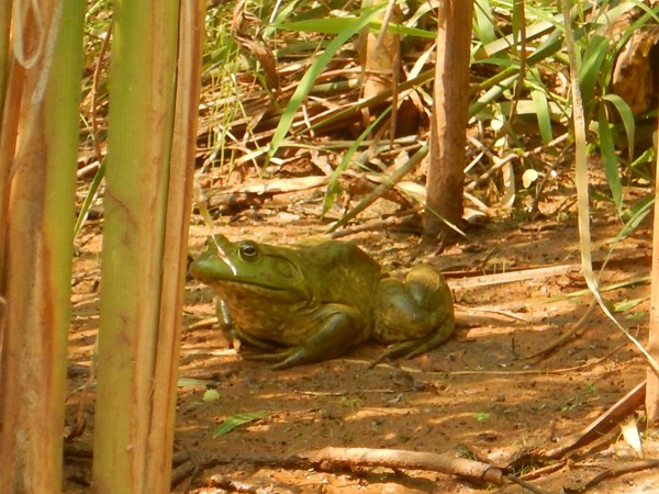 大牛蛙躲在鹿城湖岸边的香蒲丛中
