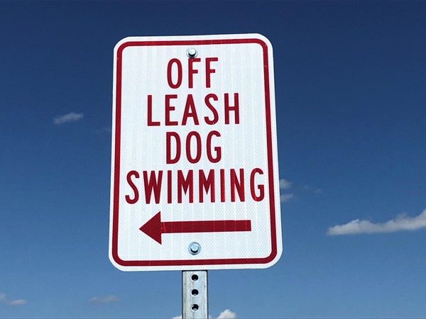 Dogs love to swim 