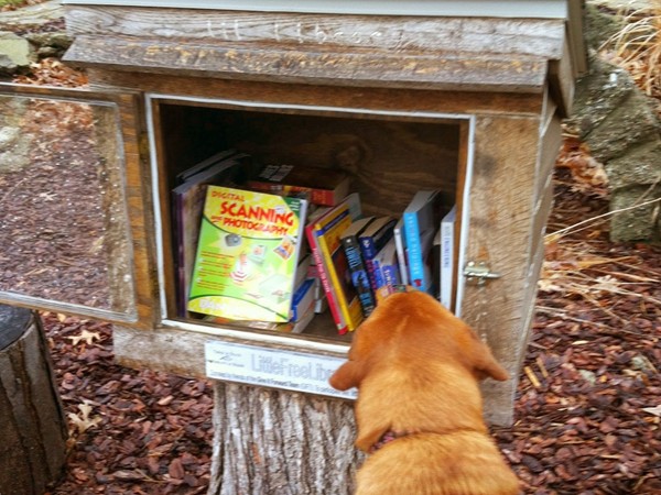 Picking out a book at the Little Free Library, on a rainy spring day