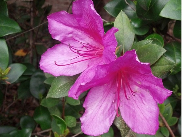 First blooms soon to become the Azalea Trail
