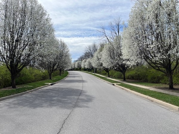 Spring on Riss Lake Drive.  Residents and guests get to enjoy this drive for about 2 weeks each year