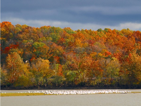 Migrating pelicans at Grand Lake
