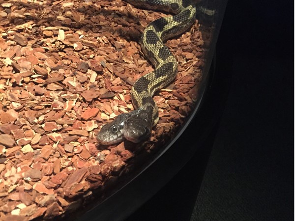Check out a rare two-headed snake at the MS Museum of Natural Science