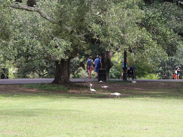 Fowl and families sharing the same path in Audubon Park