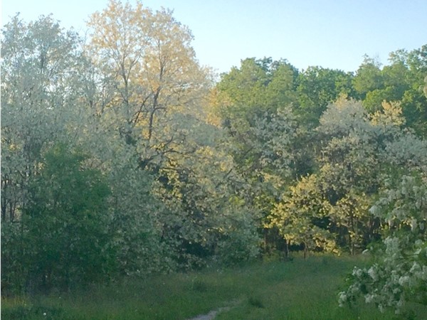 Sunset brightening a flowering forest on one of the many trails found in Holiday Hills