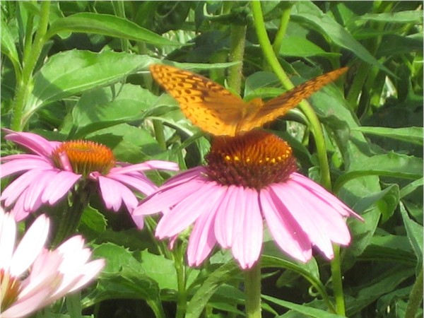 Cone flowers are in bloom along the Platte County walking trails