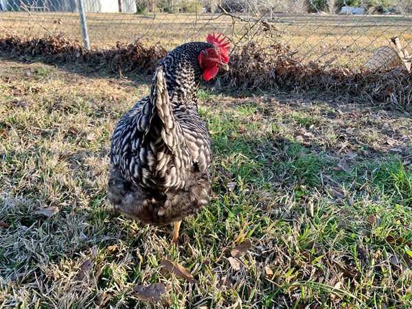 Some folks take photos of their dogs.. but we love photos of our chickens