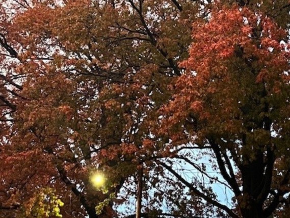 The fall leaves are really popping, enjoy them while they last!