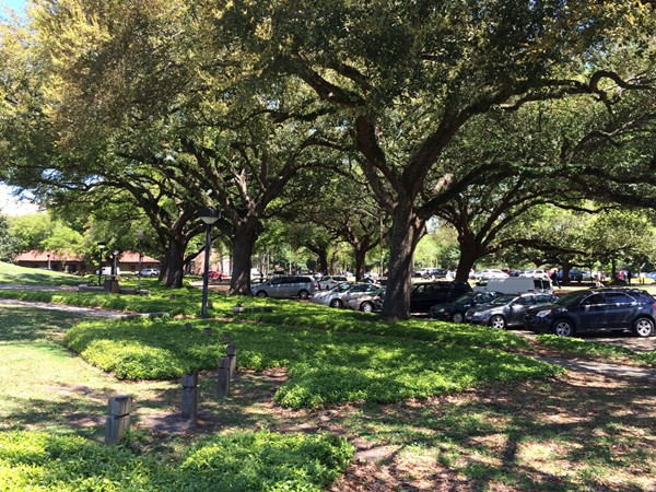 LSU's lovely collection of Live Oaks