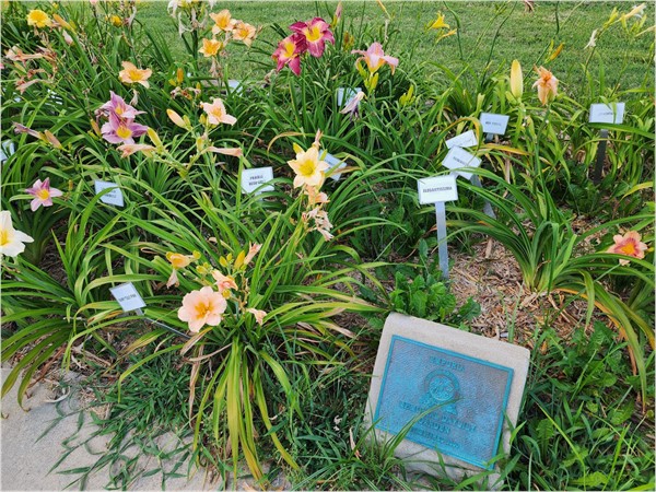 C of E Park has a beautiful daylily garden to enjoy next to the walking path 