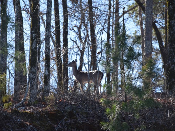 Ferndale is just far enough in the country to experience wildlife in your backyard