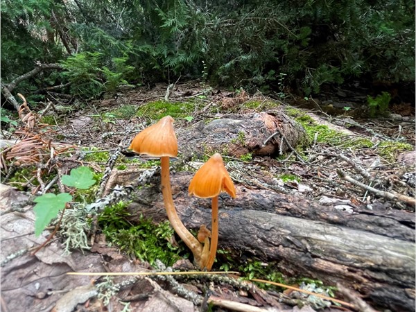 We saw sooo many mushrooms on our hike