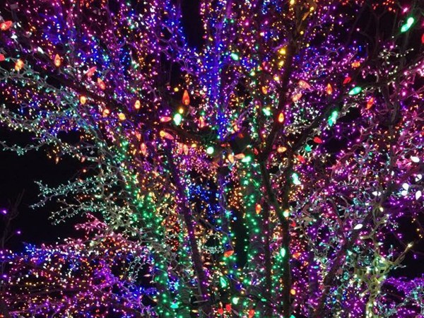 The Magic Tree in the Village of Cherry Hill is a favorite Columbia visit during the winter months 