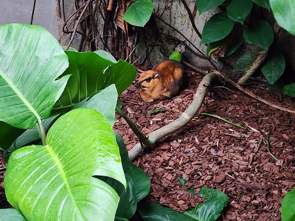 Animals in the Tropical Rainforest Dome at the Topeka Zoo