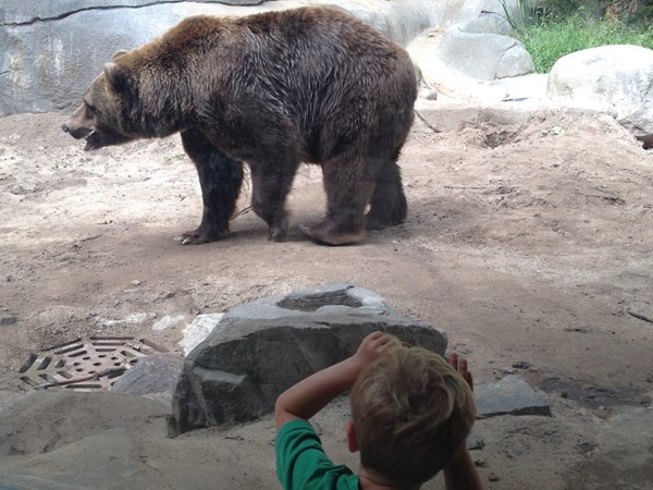 Bears at John Ball Zoo - oh my! So much family fun