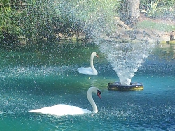Pair of swans on Willow Lake