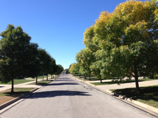 A tree-lined street in the Sunflower Park neighborhood