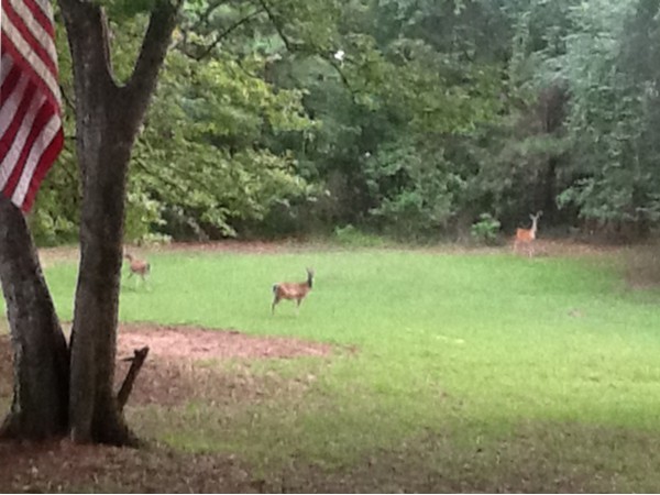 Elmore County offers an abundance of wildlife...whitetail deer are a very normal sight year round!