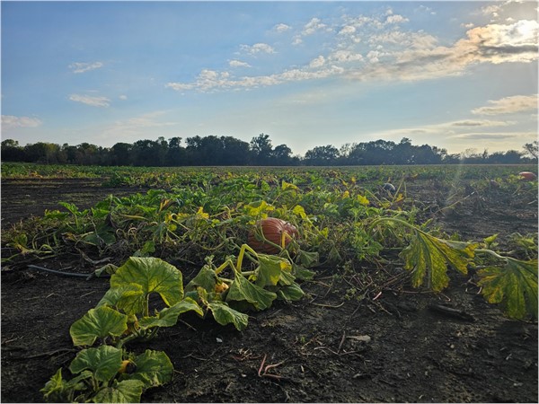 You will surely find your perfect pumpkin in this Roga Pumpkin Patch 