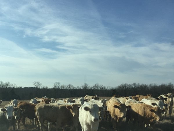 Traffic was a little heavy in rural Arkansas today