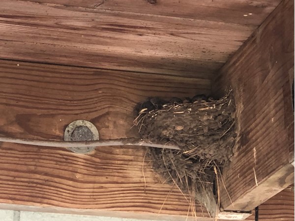 Baby birds are welcomed in Bristol Manor. Love seeing new life