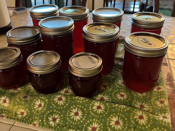 Wild Muscadine Jelly - picked in the Oauchita Mountains south of Hodgen, Oklahoma 