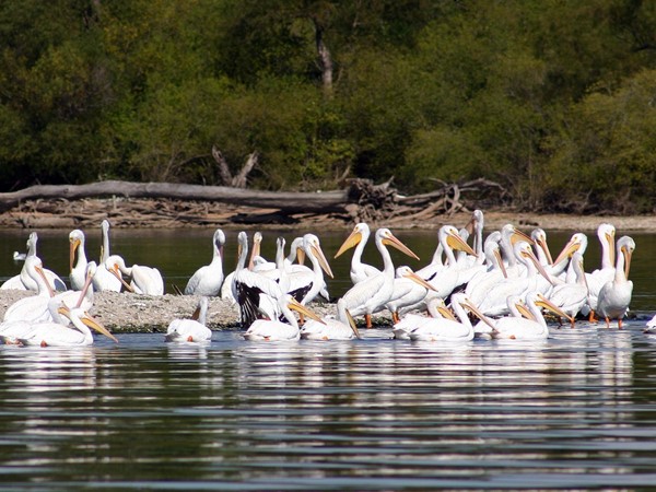 Pelicans resting at Grand Lake during their migration south 