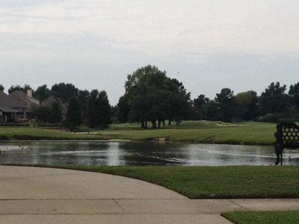 My favorite are the ducks in the water at one of the golf course lakes 