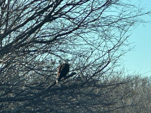 Eagle in tree next to Lake Eufaula