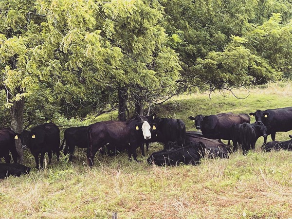 Cattle resting in the shade at Platte County Family Farms 