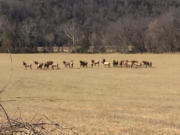 Elk herd just south of St. Joe along Highway 65 