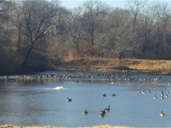 The geese enjoying the sunny January day