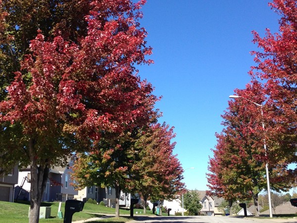 Maple rees line the streets in Claybrook Subdivision
