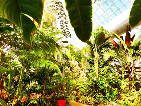 Inside the Myriad Botanical Gardens. Lovely, lush and a perfect way to spend a Saturday in OKC