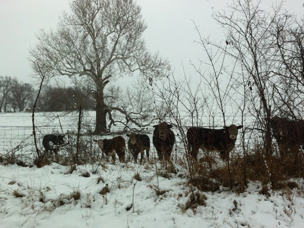 Cows don't seem to mind the cold and snow like we do