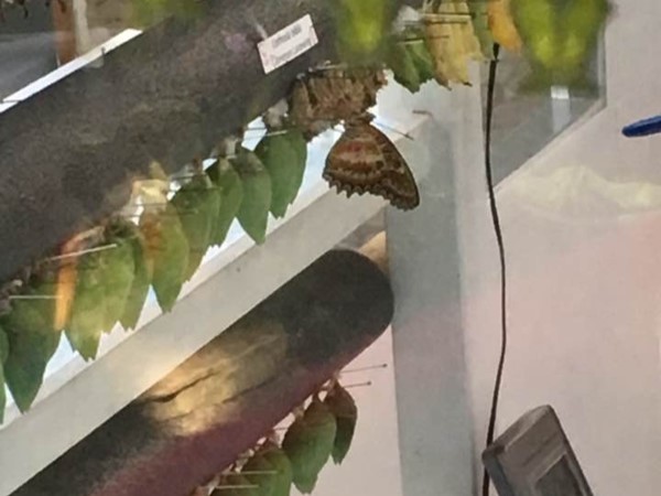 Butterflies are hatching at the Frederik Meijer Gardens. Be careful not to take a 'hitchhiker' home