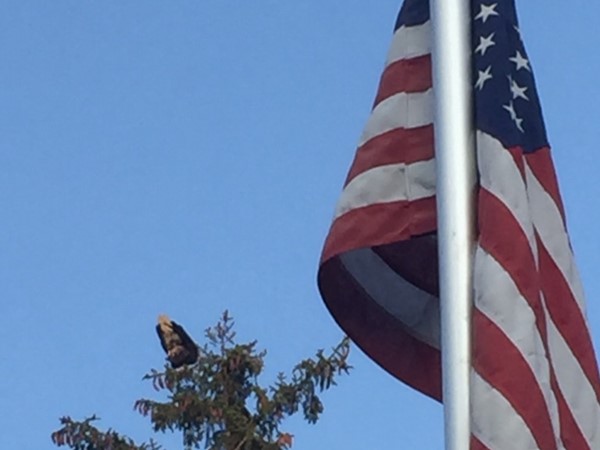 A Bald eagle visits our yard this day