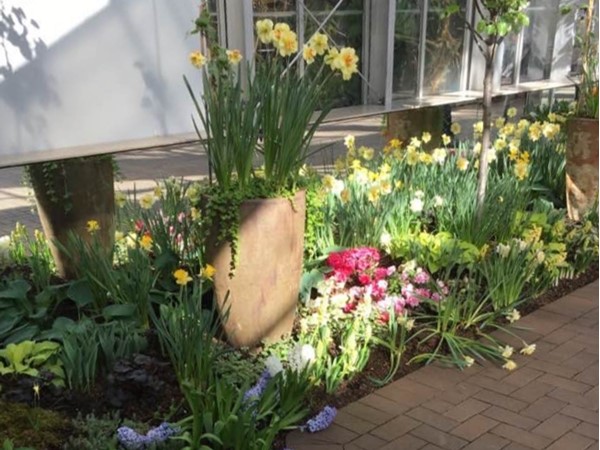 Spring flowers at Frederik Meijer Gardens cheer us up after a long winter! You'll leave with a smile