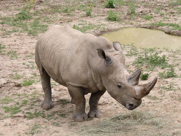 A cute little rhino at the Henry Doorly Zoo.