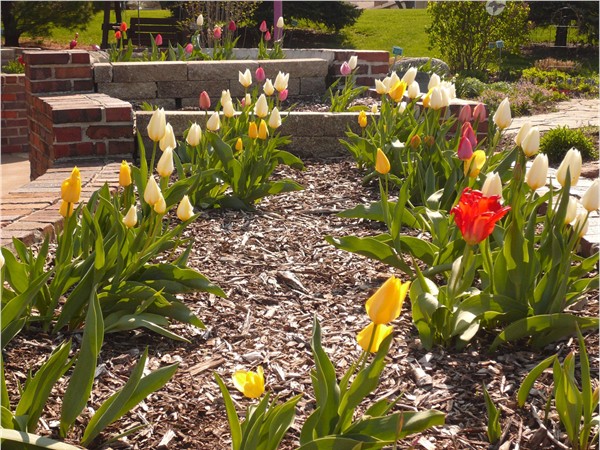Tulips blooming at the Enabling Gardens of Altoona