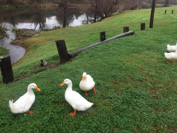Close to the Shreve Island neighborhood, the Duck Park is a great place for your family to play