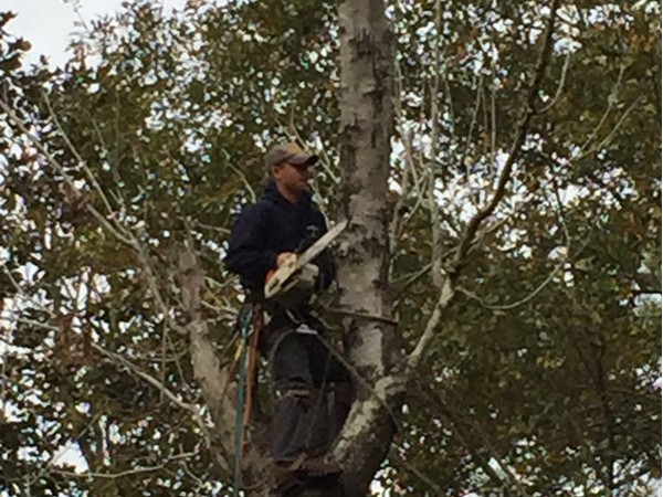 Seven Hills Tree Services provides a great service