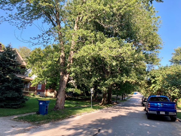 Old trees line the streets in Wilson's Addition near William Jewell and Downtown Liberty