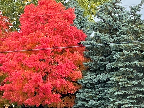 Visit natures free color exhibits each fall In the City Of West Bloomfield