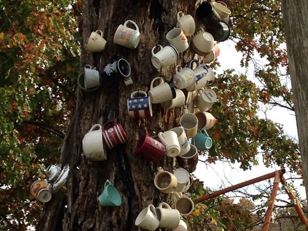 Do you know the story? Another view of the Cup Tree in Gravois Mills