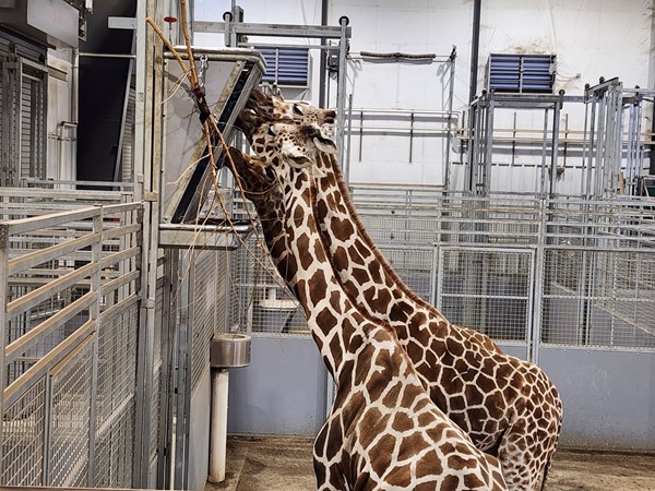 Giraffes at the Topeka Zoo