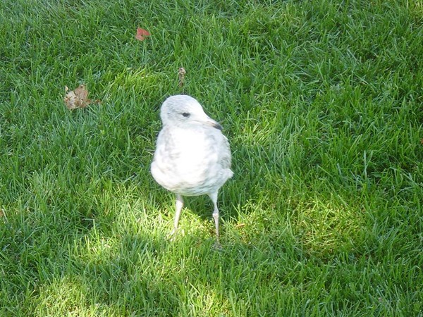 A seagull on the lawn of Fort Mackinac