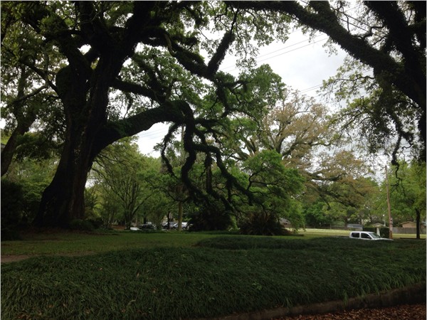 Beautiful old oaks line the streets of Mobile