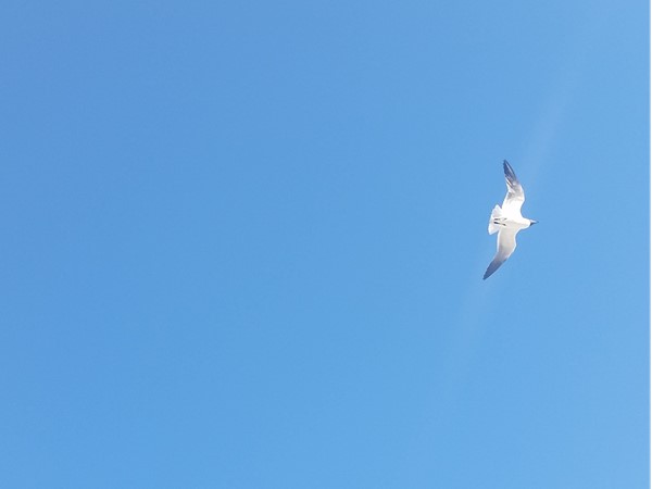 Single seagull soaring over me at Young State Park