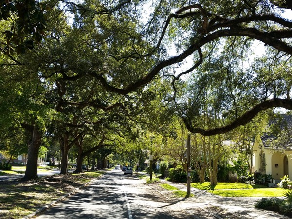 Tree covered streets in the Garden District!